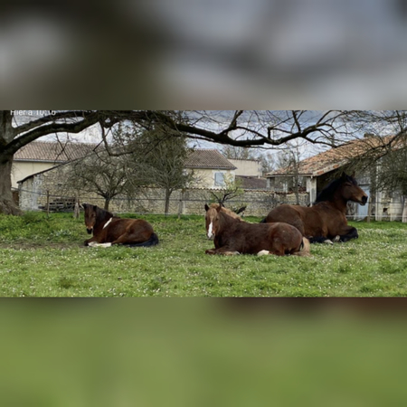 Attel Balade : des poneys à sauver : soutenez l association